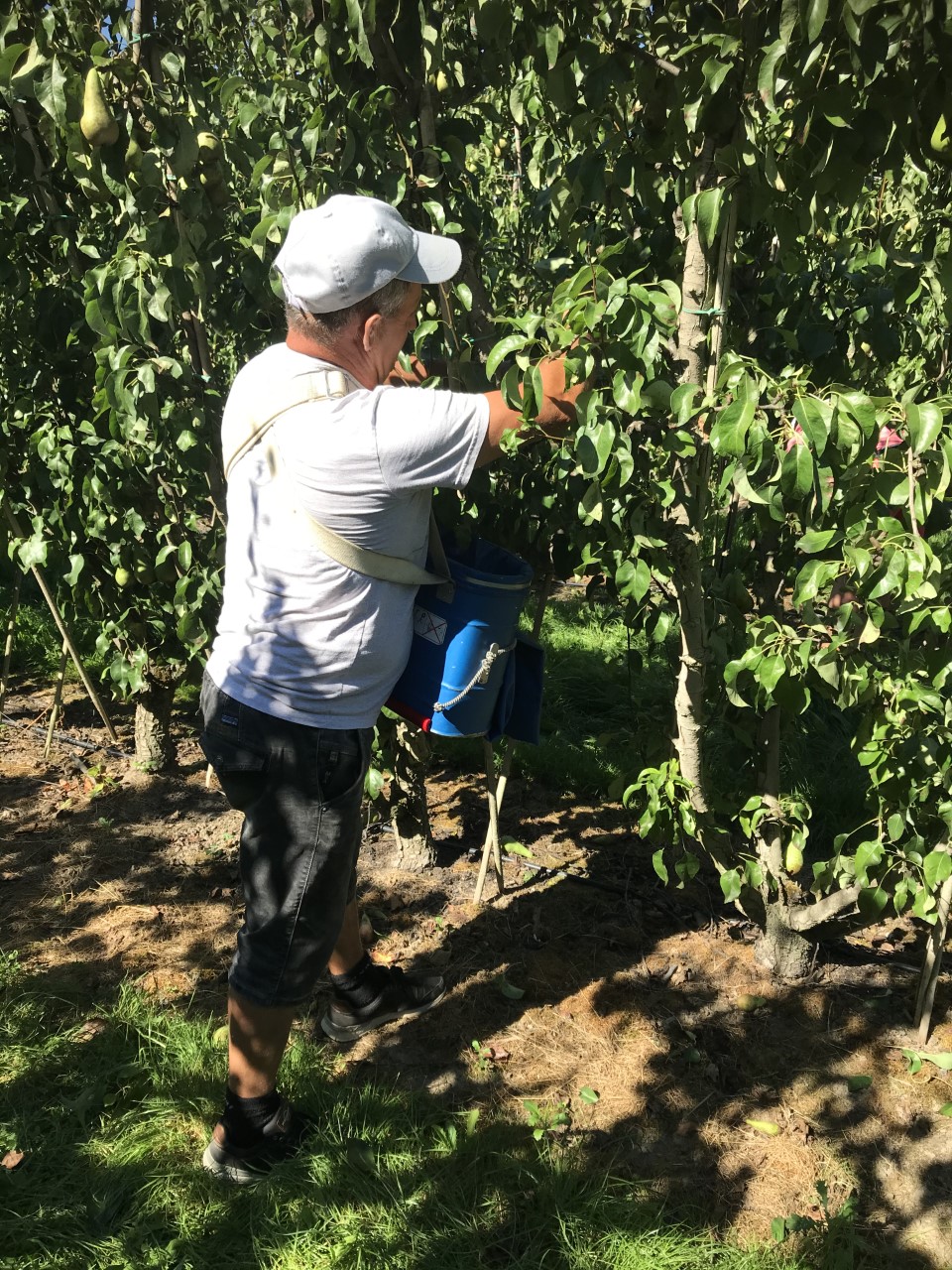 Seizoensarbeiders plukken fruit Coronaveilig